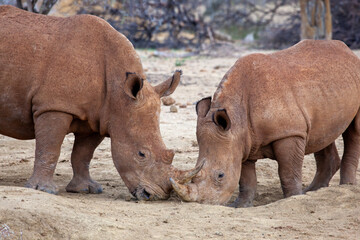 Two rhino touching horns