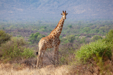 Giraffe side profile facing camera in South Africa