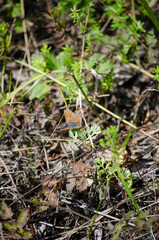The brown butterfly
