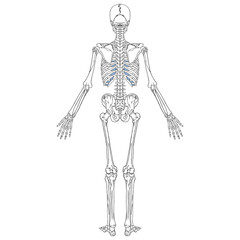 Human Skeleton Back View Anatomy Chart