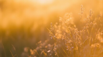 Fototapeta premium Blurred grass with wildflowers barely visible in the background during golden hour.