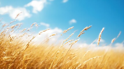 Obraz premium Blurry close-up of dry, golden grass with a bright blue sky overhead.
