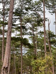 Fototapeta premium trees in the forest