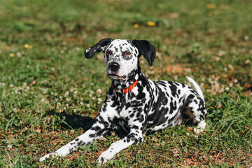 black and white slim and muscular spotted Dalmatian dog in red collar lying on grass in park outdoors in hot sunny summer day, dogwalking concept