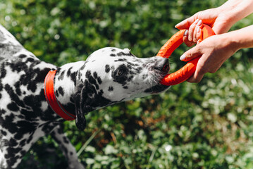 black and white slim and muscular spotted Dalmatian dog in red collar playing with puller ring with owner in park with green grass outdoors in hot sunny summer day, dogwalking concept