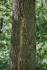 Bark on a Tree