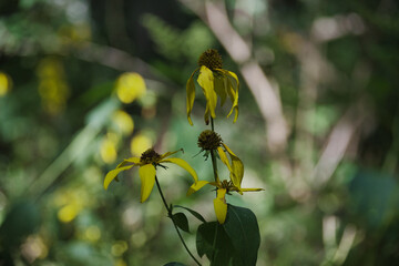 Yellow Flowers in the Woods