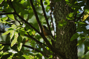 Robin in a Tree