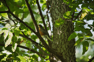 Robin in a Tree