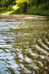 Fototapeta premium river in the forest