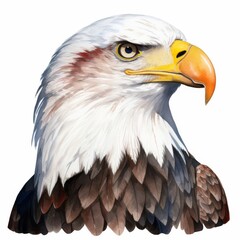 Fototapeta premium Detailed Illustration of a Bald Eagle's Head with Intense Gaze, Ideal for Wildlife and Nature Themes