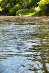 river in the forest