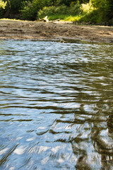 river in the forest