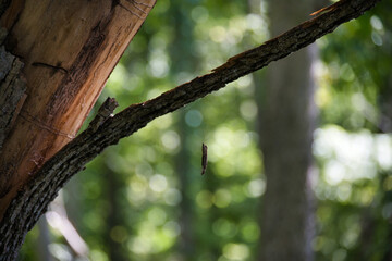 Stick Hanging on Spider Web