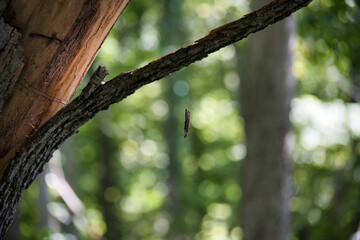 Stick Hanging on Spider Web