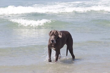 Adorable grey colored Great Dane dog playing in water at Ocean Beach Dog Beach