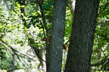 Ground Squirrel on a Tree