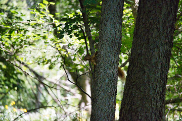 Ground Squirrel on a Tree