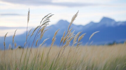 Fototapeta premium Tall grass swaying in the wind with an out-of-focus mountain range in the background. -