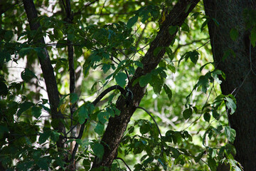Fototapeta premium Ground Squirrel on a Tree