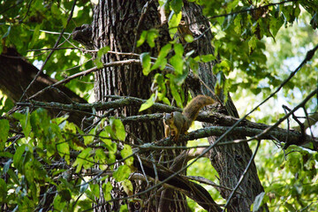 Ground Squirrel on a Tree