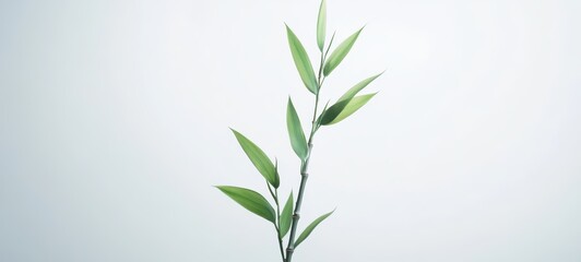 Fototapeta premium A tall, slender bamboo stalk with fresh green leaves sprouting at regular intervals