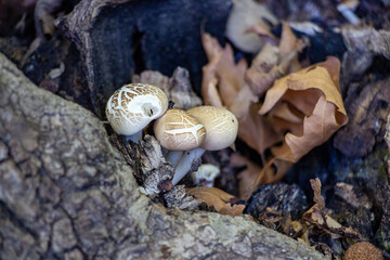 Mushrooms growing in the forest. Mushrooms growing on an old tree stump in autumn forest. Close-up, selective focus. 