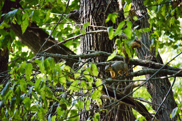 Ground Squirrel on a Tree