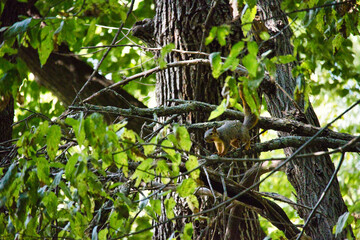 Ground Squirrel on a Tree