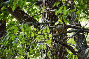 Ground Squirrel on a Tree