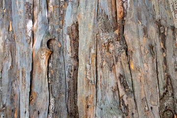 Wooden wall made of logs as a background. Texture of old wooden wall. The texture of the bark of an old tree. Abstract background. Old tree bark texture background.