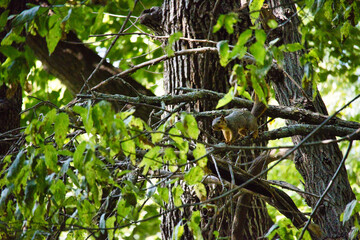 Ground Squirrel on a Tree