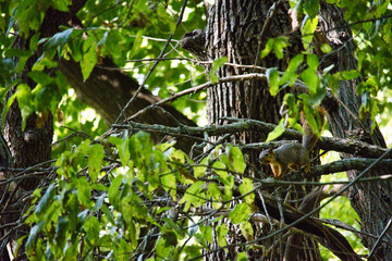 Ground Squirrel on a Tree