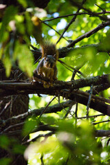 Ground Squirrel on a Tree