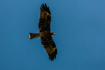 青空を飛ぶトビ