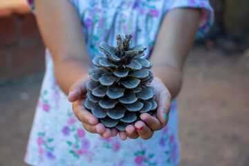 Little girl holding a pine cone, selective focus, shallow depth of field. Little girl holding a pine cone in her hands, close-up