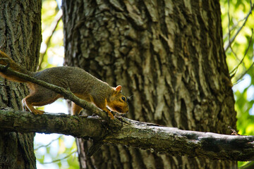 Ground Squirrel on a Tree