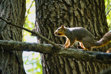 Ground Squirrel on a Tree