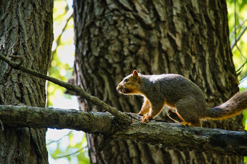 Ground Squirrel on a Tree