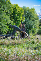 Dead Tree in a Forest