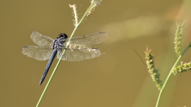 Large dragonflies (Odonata) on branches near the pond.