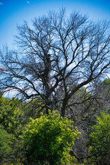 Dead Tree in a Forest