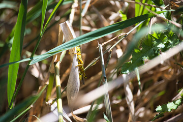Grasshopper in tall grass