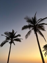 palm trees at sunset