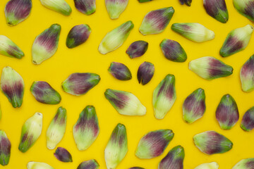Artichoke petals on yellow background.