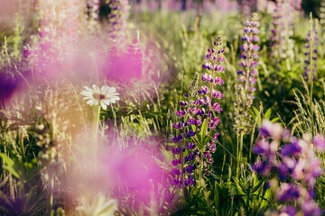 Obraz premium pretty purple lupine field sunset