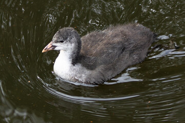 Coot (Fulica atra), common in freshwater lakes and ponds