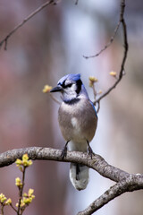 Obraz premium Blue Jay (Cyanocitta cristata), common in forests and urban parks