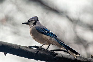 Blue Jay (Cyanocitta cristata), common in forests and urban parks