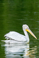 Dalmatian Pelican (Pelecanus crispus), common in freshwater lakes and rivers